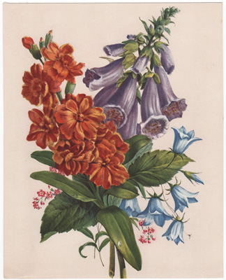 [Wallflower, Bellflower]